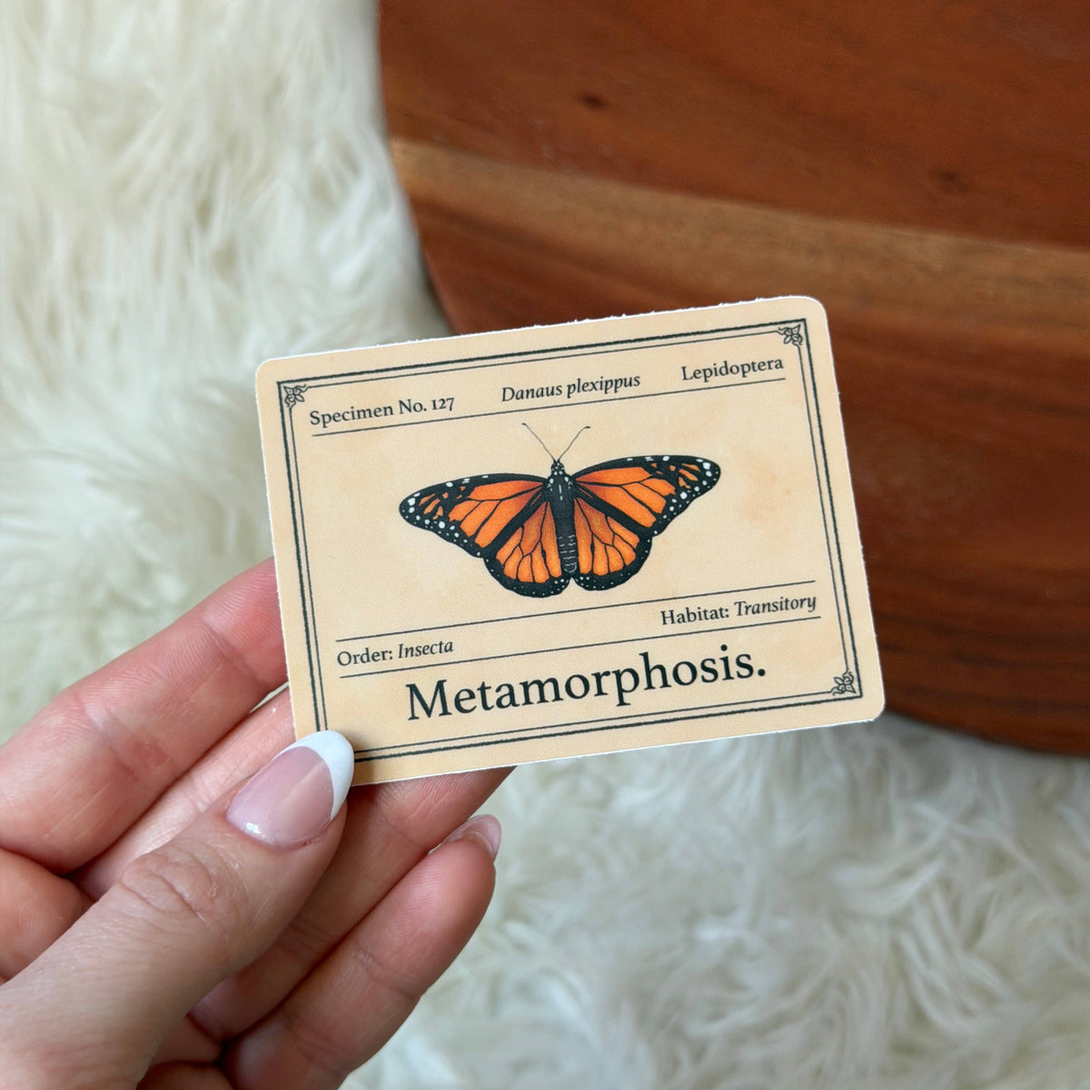 Butterfly Specimen Metamorphosis Museum Sticker
