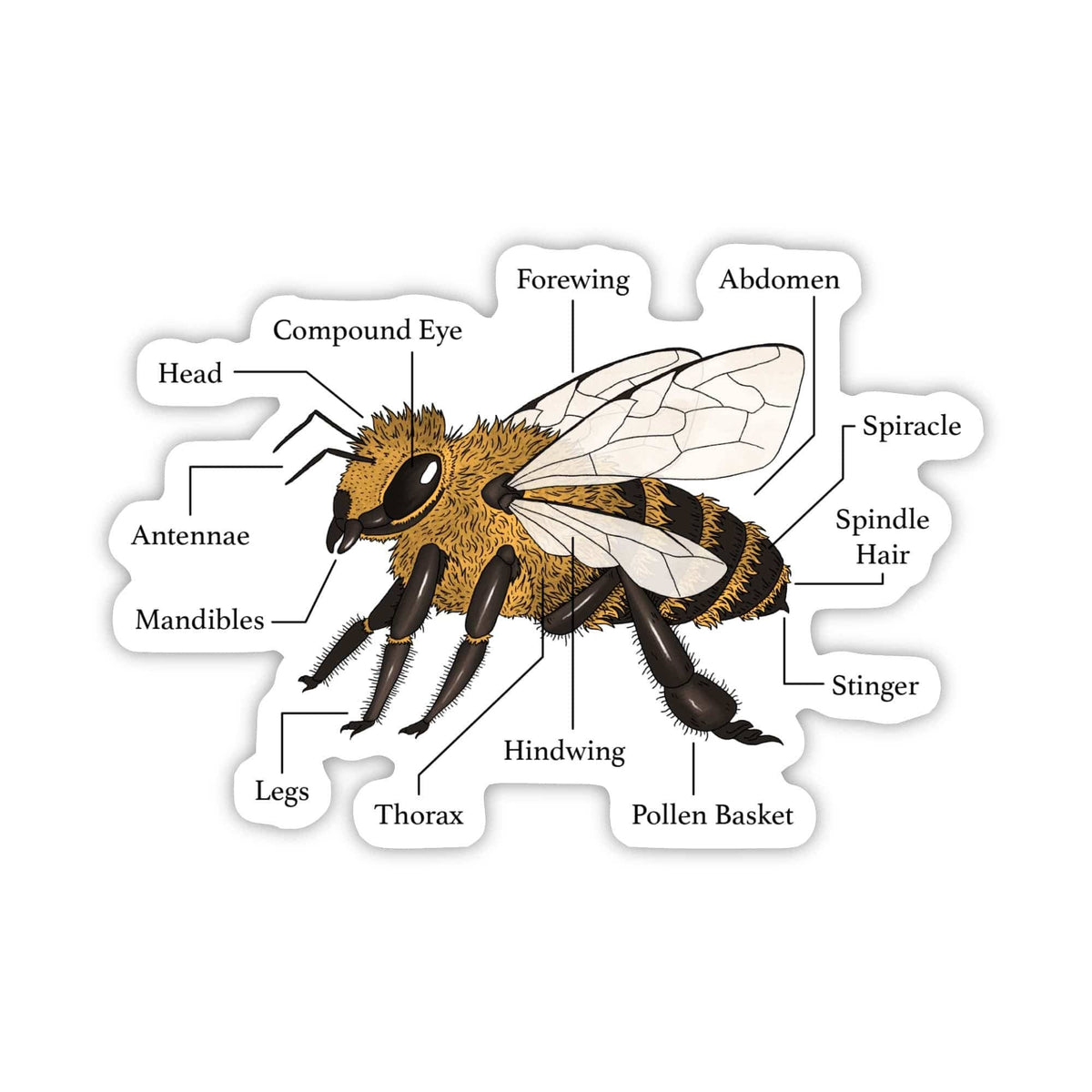 Bee Anatomy Diagram Museum Sticker
