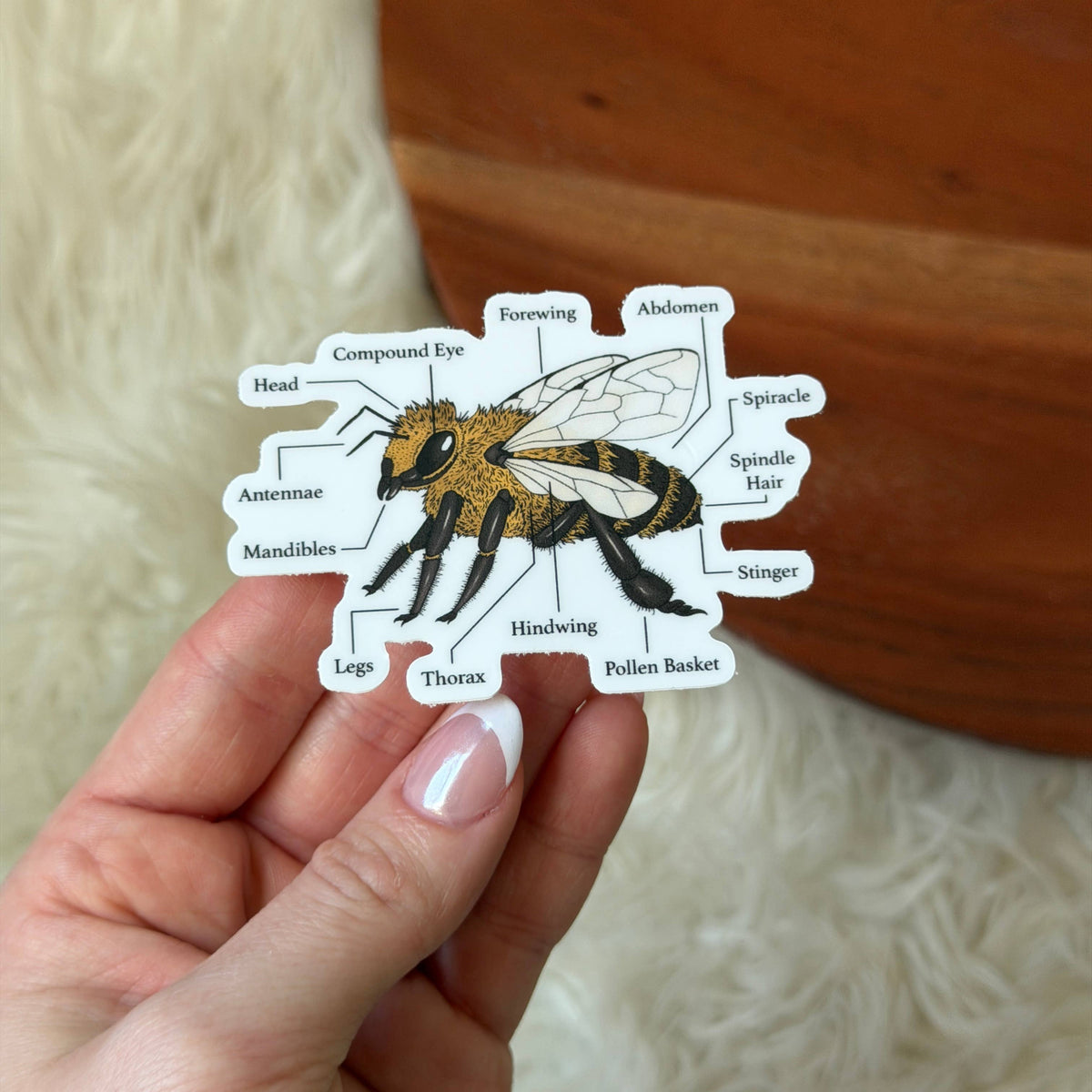 Bee Anatomy Diagram Museum Sticker