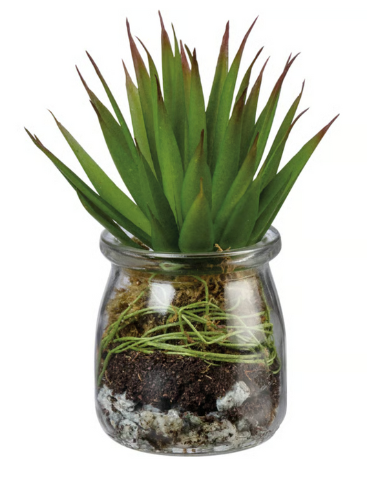 Jar -Aloe Succulent