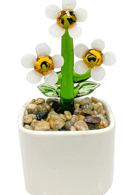 Glass Daisy