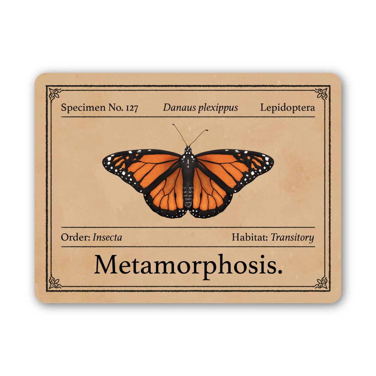 Butterfly Specimen Metamorphosis Museum Sticker