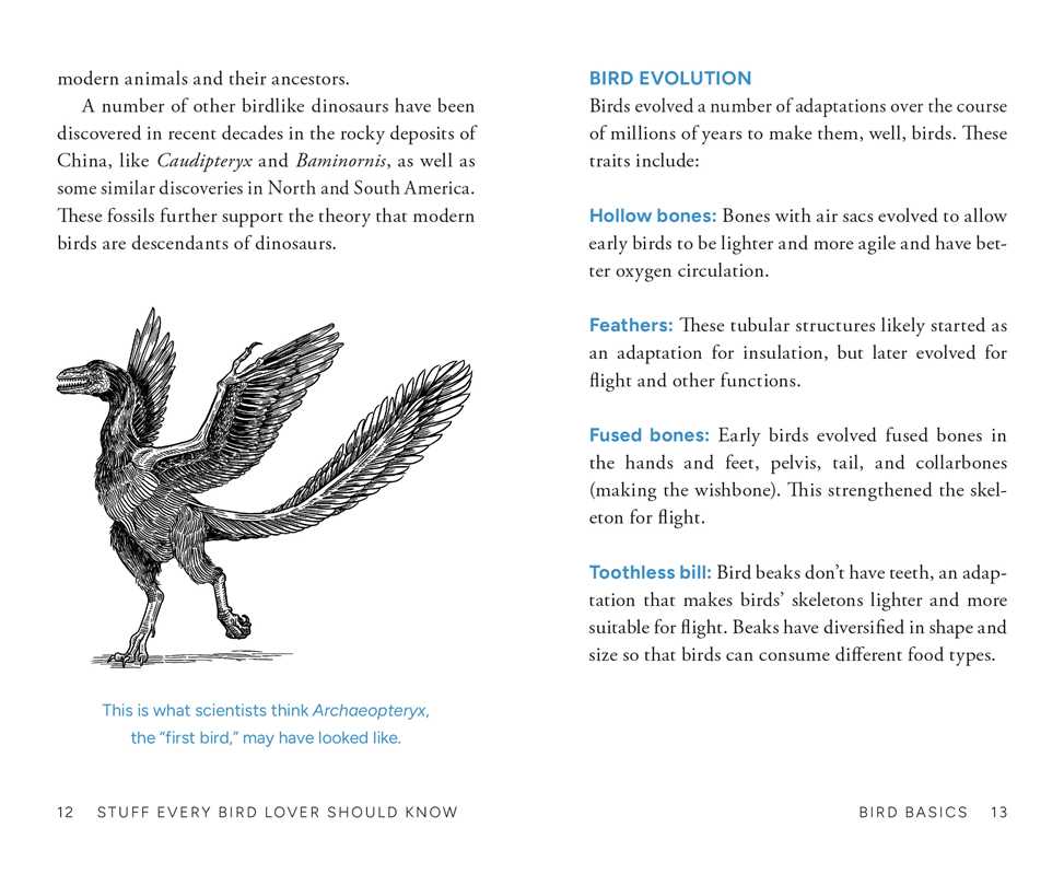 Stuff Every Bird Lover Should Know by Alice  Sun